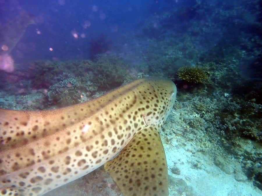 Dimaniyat Islands Scuba Diving Trip - Finding the meeting point at Alseeb Marina