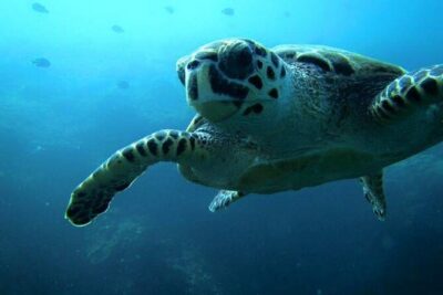 Discover Scuba Diving from a Fishing Village