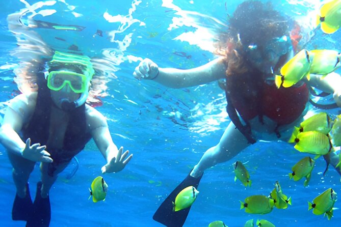 Dolphin Watching and Snorkeling Activity in Muscat - Watching for bottlenose, spinner, Risso’s, and common dolphins