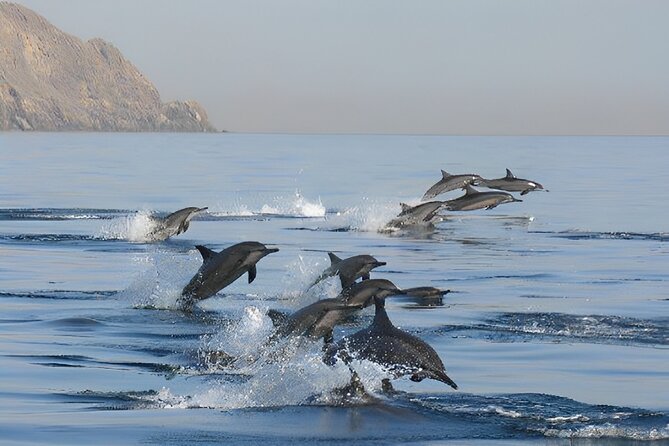 Dolphin Watching and Snorkeling Activity in Muscat - How the three-hour timing affects your day