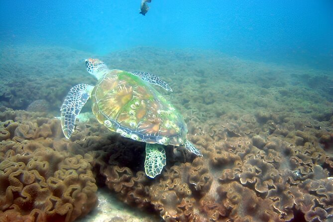 Dolphin Watching and Snorkeling Activity in Muscat - Moving from dolphin watching to coral snorkeling