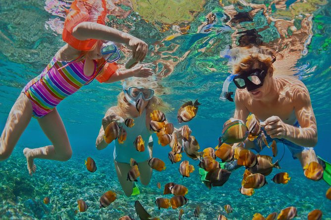 Dolphin Watching and Snorkeling Tour from Muscat - Key points at a glance