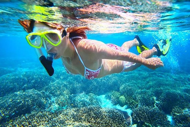 Dolphin Watching and Snorkeling Tour from Muscat - Why this Muscat morning works so well