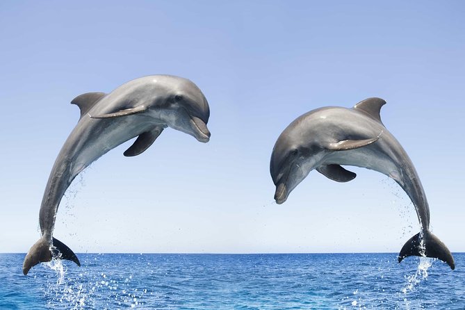 Dolphin Watching and Snorkeling Tour from Muscat - Watching for spinner and bottlenose dolphins