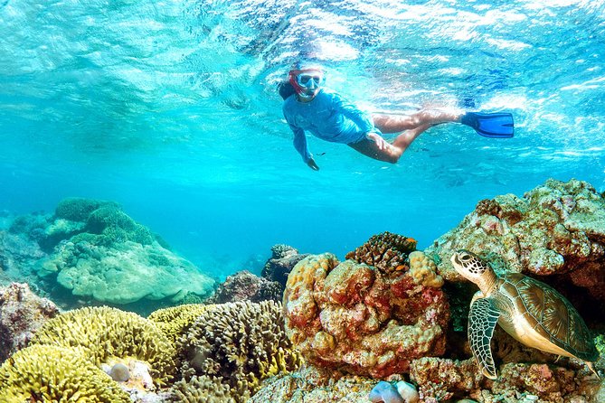Dolphin Watching and Snorkeling Tour from Muscat - Weather and the reality of open-water wildlife