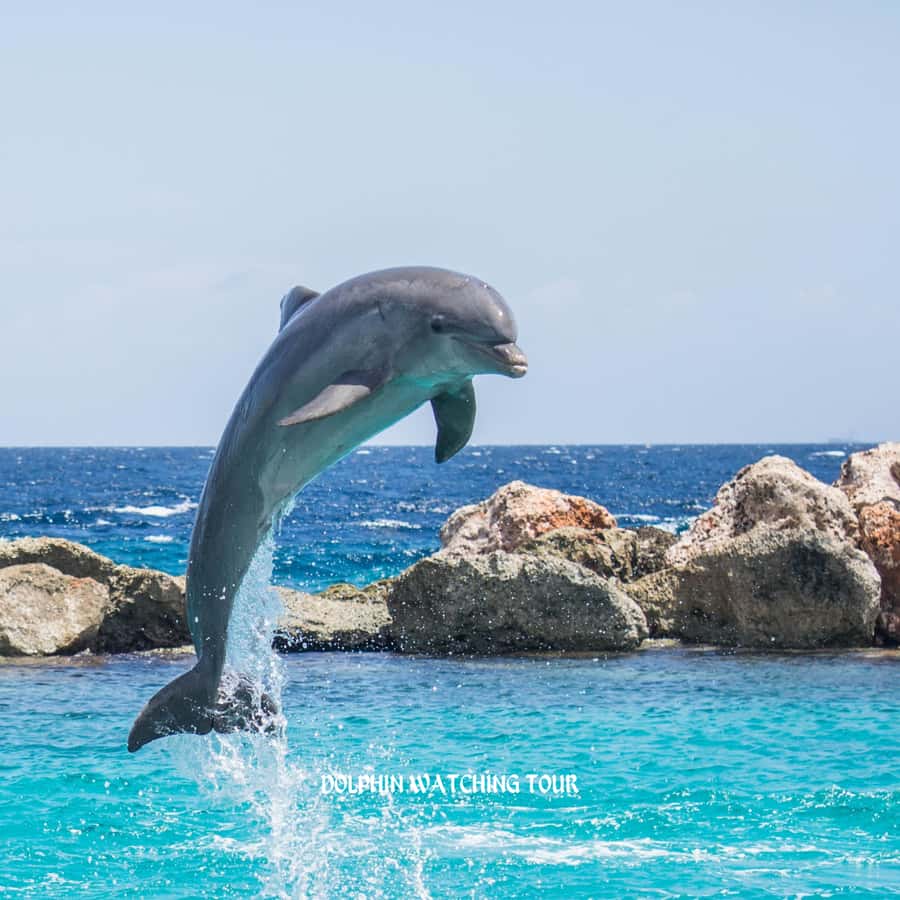 Dolphin Watching and Snorkeling Tour with Hotel Transfers - Key points to know before you book