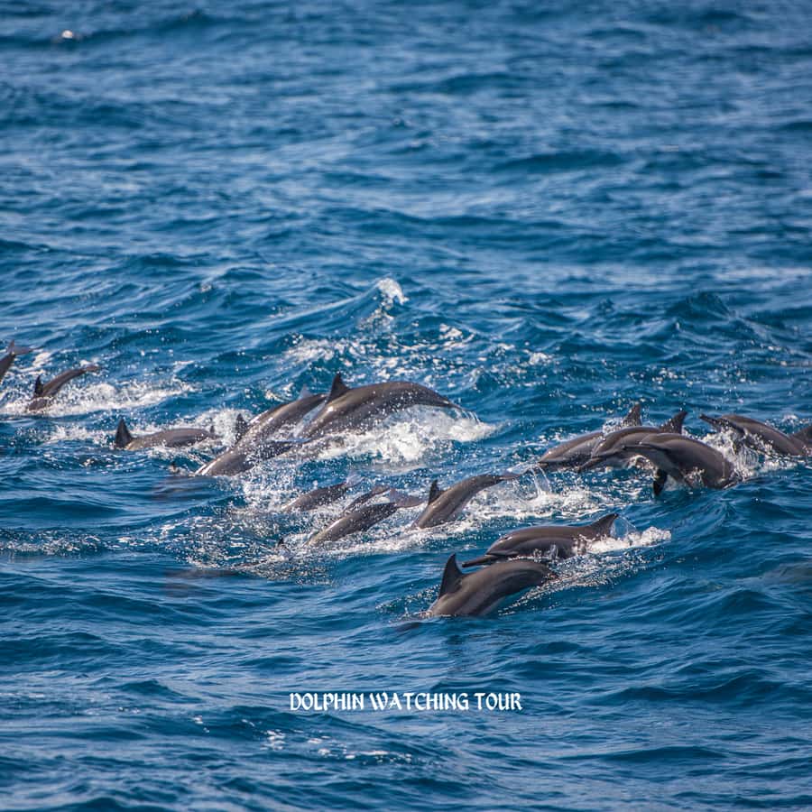 Dolphin Watching and Snorkeling Tour with Hotel Transfers - Snorkeling in the clear water