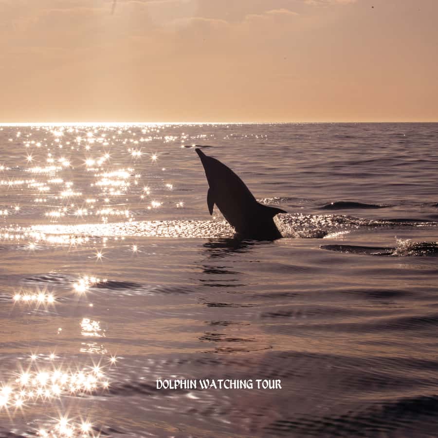 Dolphin Watching and Snorkeling Tour with Hotel Transfers - Sharing the boat and setting expectations