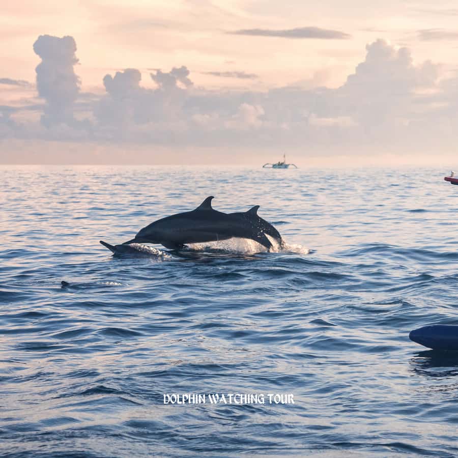 Dolphin Watching and Snorkeling Tour with Hotel Transfers - Searching the Gulf of Oman for dolphins