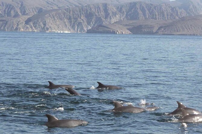 Dolphin Watching Cruise from Muscat - Watching for spinner, bottlenose, and common dolphins