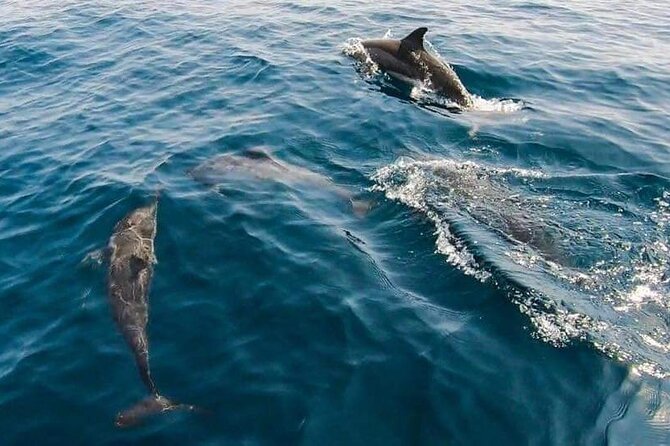 Dolphin Watching in Muscat - Comfort, timing, and group size