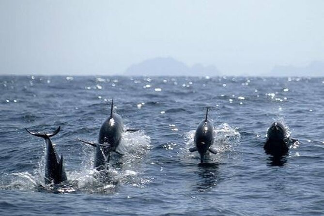 Dolphin Watching in Muscat - Who will enjoy this Muscat excursion