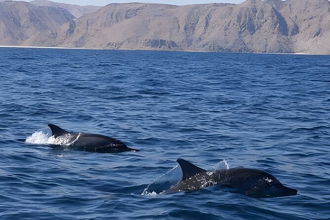 Dolphin Watching in Muscat - Qantab Beach and the snorkeling stop