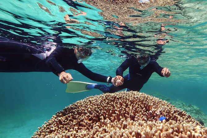Dolphin Watching & Snorkeling - Starting at Marina Bandar Al Rowdha at 10:00 am