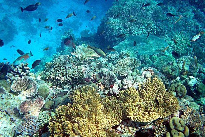Dolphin Watching & Snorkeling - The return trip is part of the experience