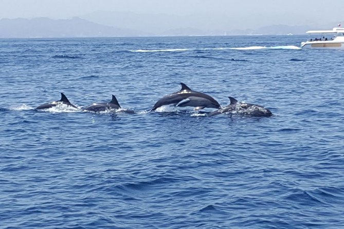 Dolphin Watching & Snorkeling - Boat comfort, shade, and what is included