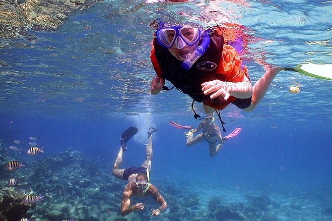 Dolphin Watching & Snorkeling - Is $86.16 a fair price?