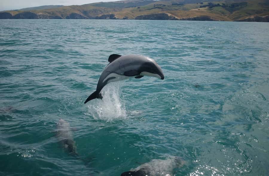 Dolphin Watching Tour - Meeting Muscat’s dolphins