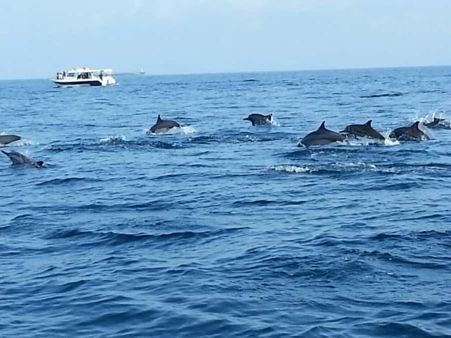 Dolphin Watching Tour - Who will enjoy this tour most?