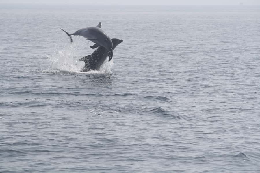 Dolphin Watching Tour - Two hours of coast and open water