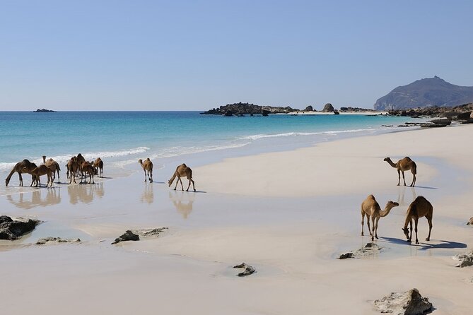East and West Salalah Combination Private Full-day Tour - Who will enjoy this tour most?