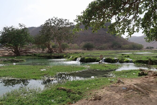 East of Salalah, Mountain Safari, Camels, Waterfall, White beach - Baobab trees give Wadi Hannah a strange charm