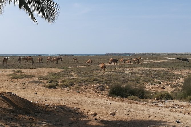 East Salalah Highlights: Half-Day Heritage & Scenic Countryside - Wadi Darbat, water, and grazing animals