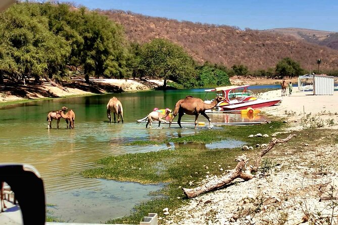 East Salalah Private Tour by VisitSalalah - What the guide adds to the day