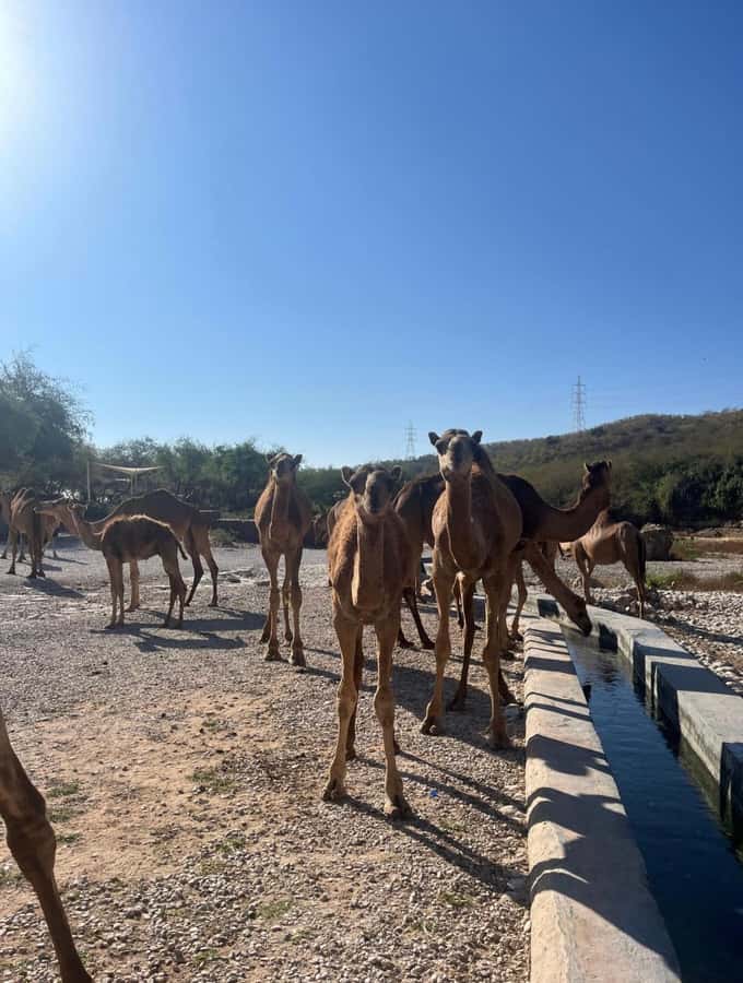 Elite Private Full Day Tour - Salalah Main Attractions - Wadi Derbat offers the day’s nature stop