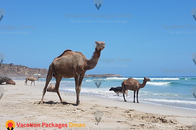 Empty Quarter 'Rub Al Khali' Day Tour - 4X4 Safari Adventure - Why the Empty Quarter is worth a full day from Salalah