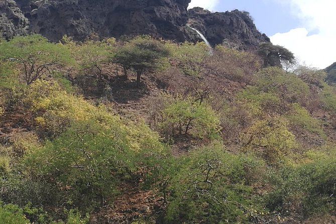 Enjoy a Full-Day Tour Uncovering East Salalah’s Hidden Gems - Hinnah Valley has Dhofar’s rare baobab trees