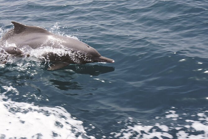Evening Sunset Dhow Cruise Tour - Muscat - Is $93 a fair price?
