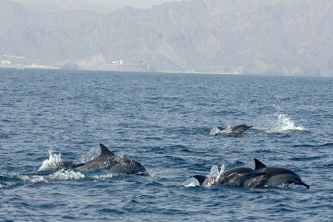 Experience Dolphin watching and snorkeling in Muscat - How weather and sea conditions affect the outing