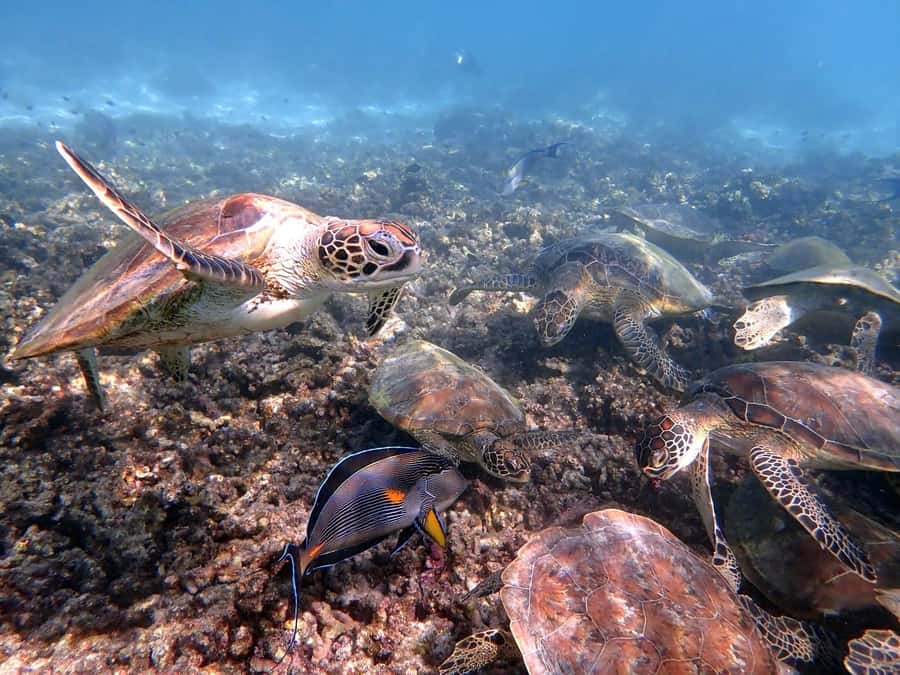 From Al-Seeb: Dimaniyat Islands Boat Trip with Snorkeling - Key points to know before booking