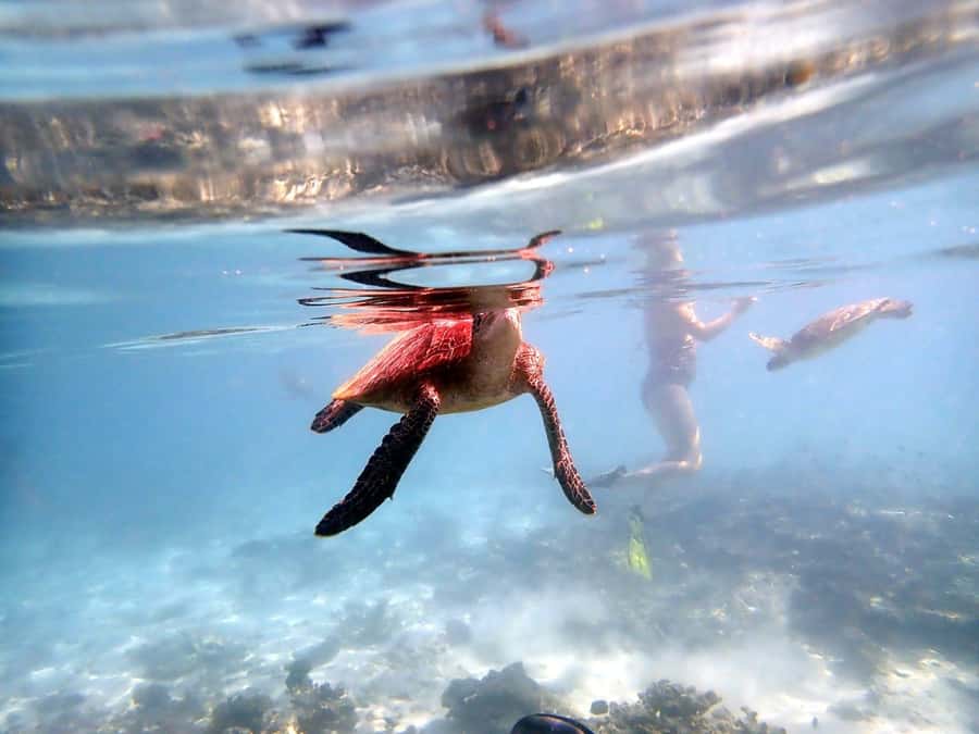 From Al-Seeb: Dimaniyat Islands Boat Trip with Snorkeling - Meeting the boat at Al-Seeb Port at 8:20 AM