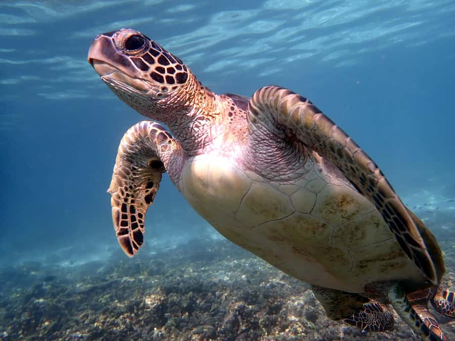 From Al-Seeb: Dimaniyat Islands Boat Trip with Snorkeling - Turtle City: the guaranteed highlight