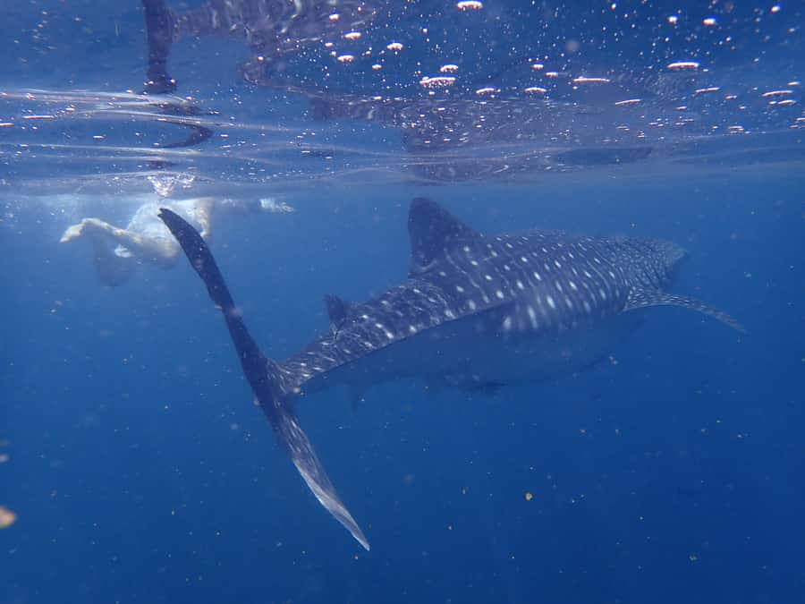 From Al-Seeb: Dimaniyat Islands Boat Trip with Snorkeling - Break time: sandwiches, fruit, juice, and water