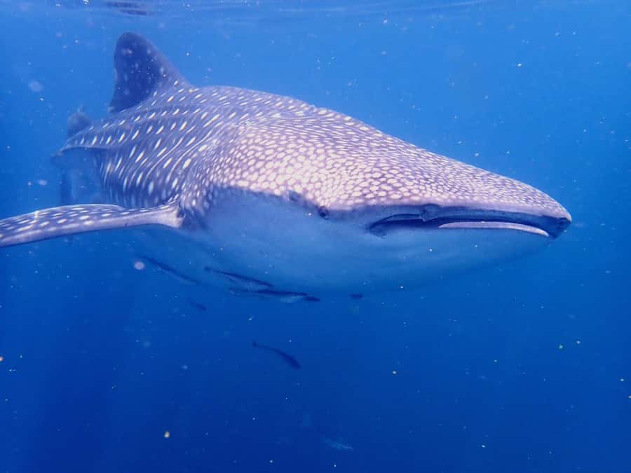 From Al-Seeb: Dimaniyat Islands Boat Trip with Snorkeling - Black Tip: a second chance for rays and sharks