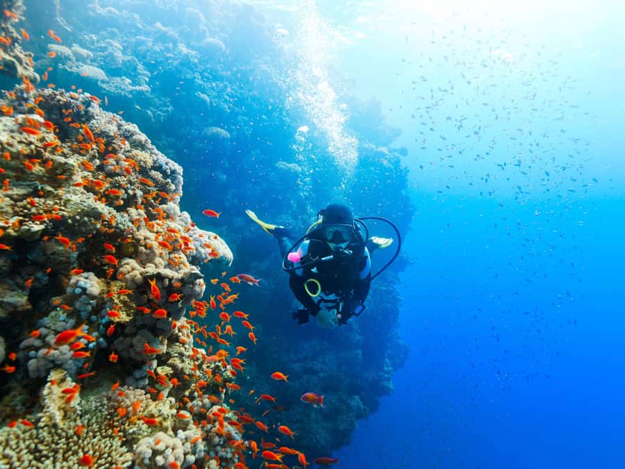 From Khasab: Diving Experience in Khasab - Key points to know before booking