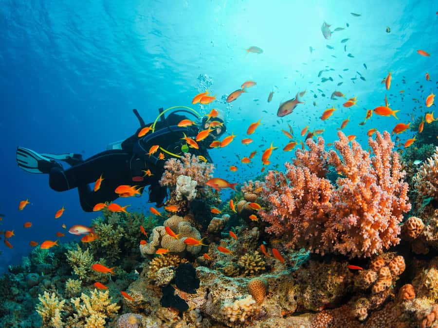 From Khasab: Diving Experience in Khasab - Why Musandam is special beneath the surface