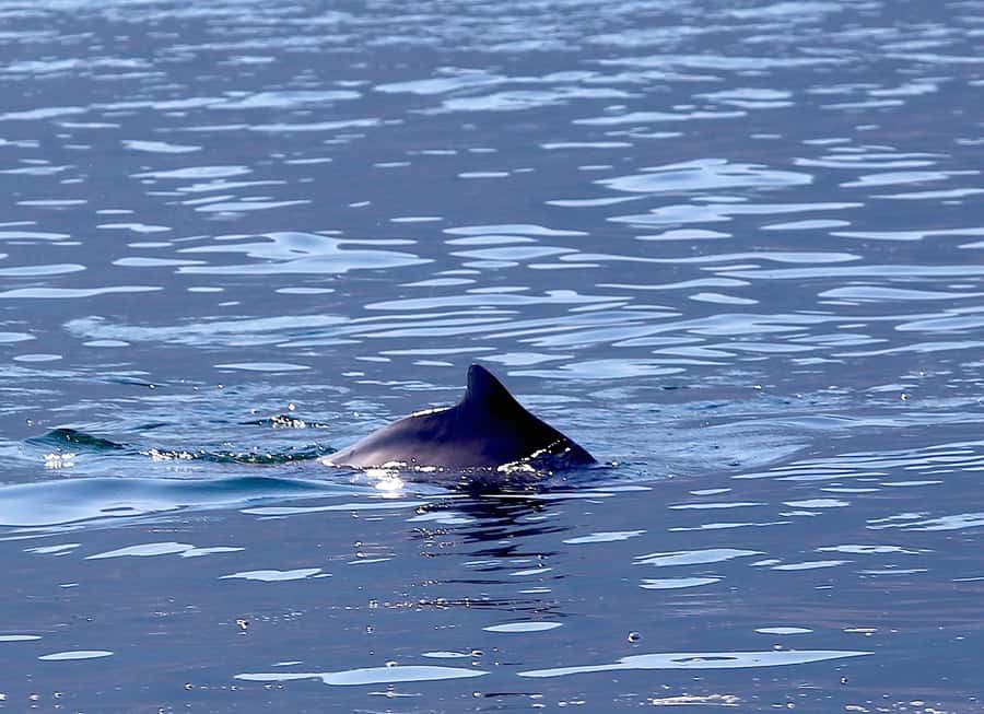 From Khasab: Fjords of Musandam Dhow Cruise & Buffet Lunch - Key points to know before you book