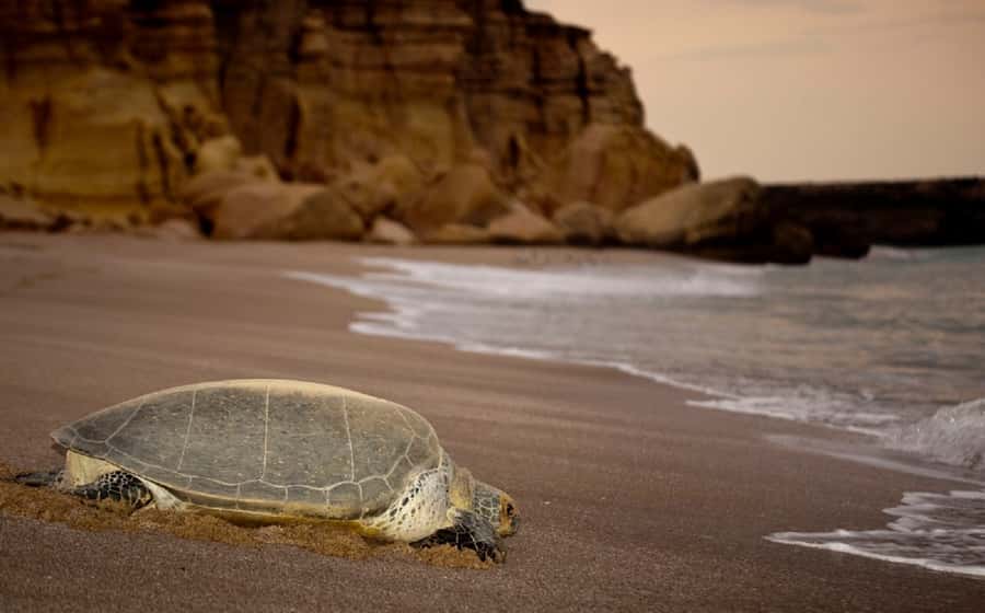 From Muscat: 4-Day Oman Highlights Tour - Wahiba Sands and the question of desert camping
