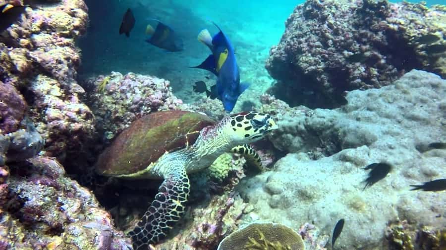 From Muscat: Dimaniyat Islands Snorkeling Tour - What the $85 Price Really Covers