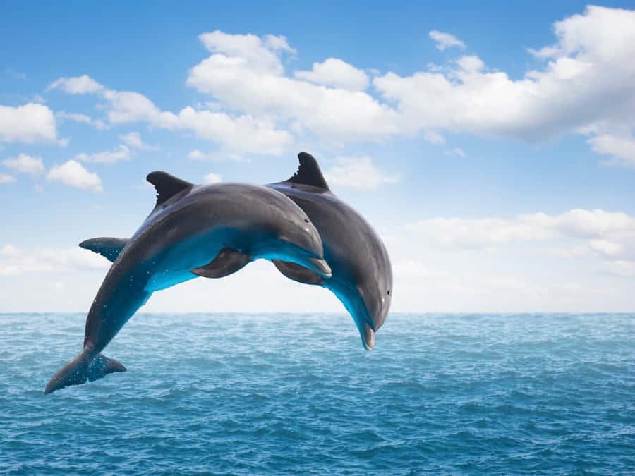 From Muscat: Discover Dolphins Day Trip - Key points to know before you book