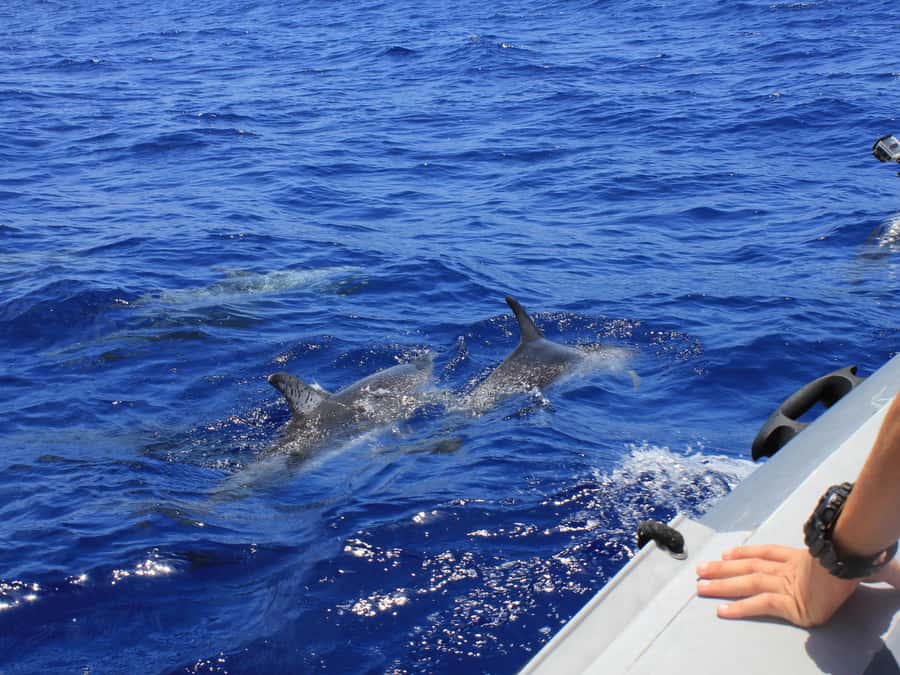 From Muscat: Discover Dolphins Day Trip - Watching dolphins on their own terms