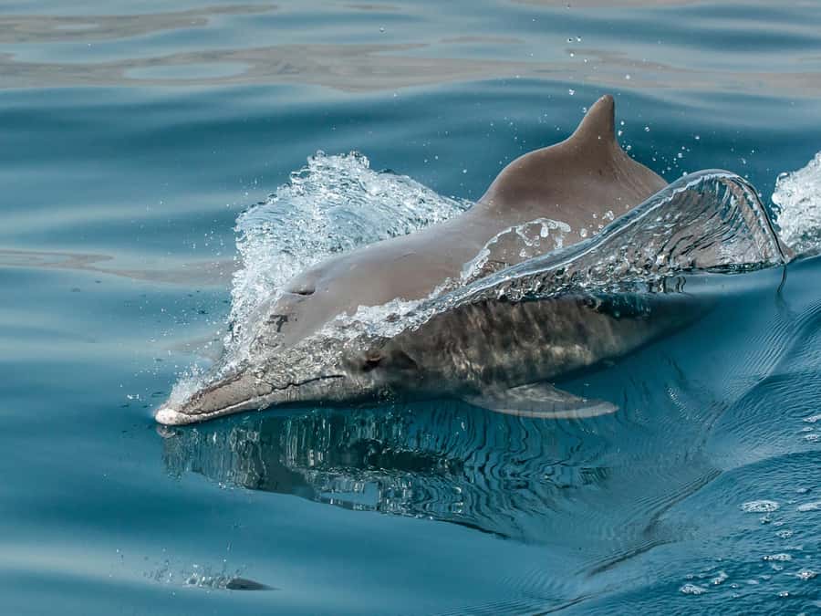 From Muscat: Discover Dolphins Day Trip - What is included for $32