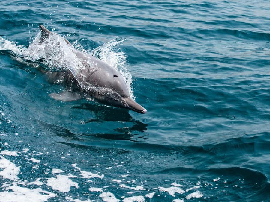 From Muscat: Discover Dolphins Day Trip - Reading the sea for the first dolphin
