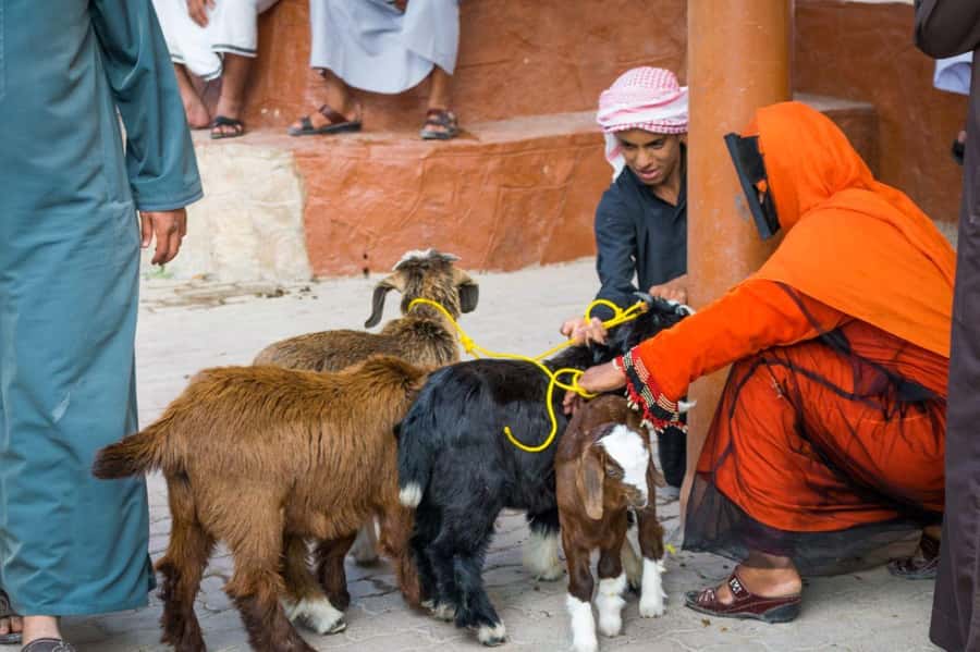 From Muscat: Full-Day to Nizwa-Misfat Al Abriyeen-Al Hamra - Walking the steep lanes of Misfat Al Abriyeen