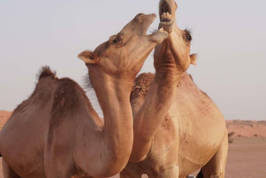 From Muscat: Full Day to Wahiba Sands and Wadi Bani Khalid - Wadi Bani Khalid after a 10 to 15 minute walk
