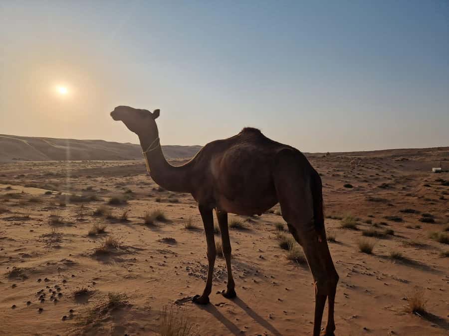 From Muscat: Full Day to Wahiba Sands and Wadi Bani Khalid - Booking advice and cancellation flexibility